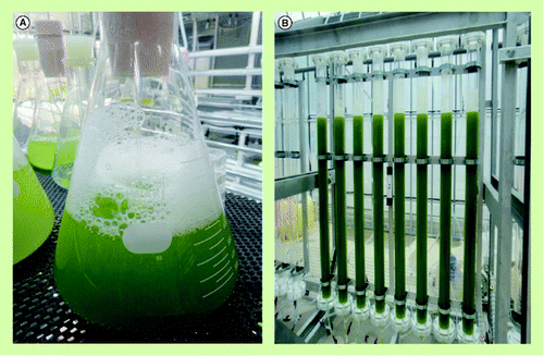 Figure 5.  Cultures of Botryococcus. (A) Laboratory-scale seed culture. (B) The 480-l-scale tube bioreactor system.