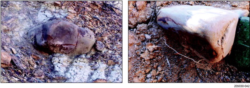 Figure 30. Large dropstones and lonestones. (a) Large facetted and polished quartzite dropstone (∼1.25 m long) in Cadna-owie Formation, Billy Springs Creek–Dog Fence, site. (b) Polished and facetted quartzite dropstone in Bulldog Shale, Petermorra Creek area. Spade head ∼25 cm long.