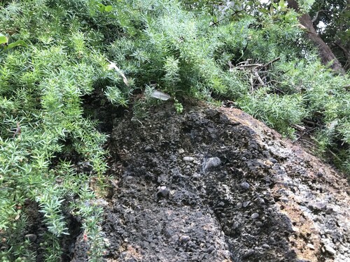 Figure 4. Asparagus aethiopicus or ground asparagus, spreading over a rock ledge.