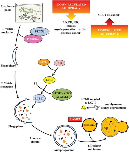 Figure 1. The steps of autophagy. The figure depicts the multistep process leading to autolysosome formation and the main proteins/enzymes involved. It also reports defective autophagy in specific diseases. Abbreviations: AD: Alzheimer disease; ATG: autophagy-related; BECN1: beclin 1; HD: Huntington disease; LAMP: lysosomal associated membrane protein; MAP1LC3/LC3: microtubule associated protein 1 light chain 3; PD: Parkinson disease; PE: phosphatidylethanolamine; PtdInsK3: class III phosphatidylinositol 3-kinase; SLE: systemic lupus erythematosus; TBI: traumatic brain injury.
