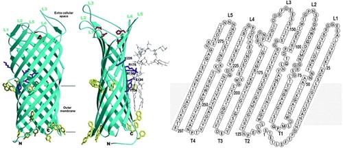 Figure 1.  Crystal structure and membrane topology of OmpT (1I78). Adapted and reproduced with permission from reference Citation[1]. (A) Front and side views of OmpT based on its crystal structure. (B) Topology model of OmpT. Amino acids in squares form β-strands. Periplasmic loops are labeled T1–T5. Loops exposed to the extracellular space are labeled L1–L5. The position of outer membrane is highlighted in gray. This Figure is reproduced in color in Molecular Membrane Biology online.