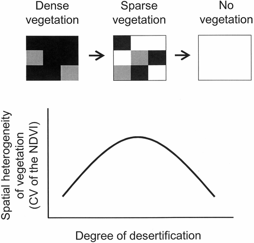 Figure 9 Relationship between the degree of desertification and the spatial heterogeneity of vegetation (hypothesis).