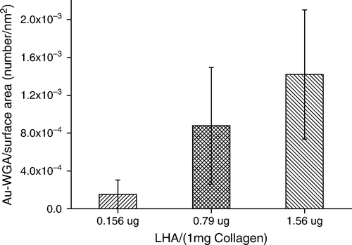 Figure 2.  Effect of feed HA/collagen ratio on the extents of surface immobilization by HA. The extent of HA immobilized on the collagen II fibrillar surface was estimated indirectly by the number of Au-WGA nanoparticles bound to fibrils. The number of bound Au-WGA, calculated from 100 TEM photo frames, increase with increasing amounts of reactant HA in the feed.