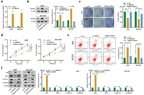 Figure 2. Ectopic expression of TRIM13 suppressed LUAD cells proliferation and facilitated cell apoptosis. LUAD cells were transfected with TRIM13 and its mutated version.