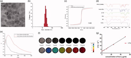 Figure 2. Characterization and in vitro imaging of PFN1-CD-MNPs. (a–e) TEM image (a), size distribution (b), magnetic properties (c) and FTIR spectra (d) of PFN1-CD-MNPs. (e) UV–vis absorption spectroscopy analysis of CD-MNPs and PFN1-CD-MNPs. (f) Concentration-dependent T2-mapping MRI of PFN1-CD-MNPs. (g) T2 relaxation rate (r2) of PFN1-CD-MNPs.