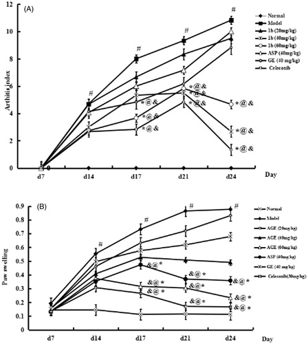 Figure 4. Effects of AGE on secondary arthritis (A) and paw swelling (B) in CIA rats. Rats were immunized on day 0 by a single intradermal injection into the left hind paw with 0.1 mL of FCA for each rat. Group I, normal control; Group II, CIA model; Group III–V, CIA rats intragastrically administered with AGE (20, 40, 60 mg/kg, respectively); Group VI, aspirin (ASP, 40 mg/kg); Group VII, GE (40 mg/kg); Group VIII, celecoxib (30 mg/kg) were given intragastrically to CIA rats from days 18 to 24 after immunization. Data are expressed as mean ± SD (n = 6). #p < 0.01 versus normal control group. *p < 0.01versus CIA model group, @p < 0.05 versus ASP group, &p < 0.05 versus GE group.