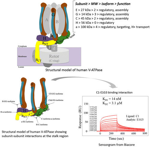 Fig. 1. Schematic model of human V-ATPase illustrating the mode of binding interactions at the peripheral stalk region.
