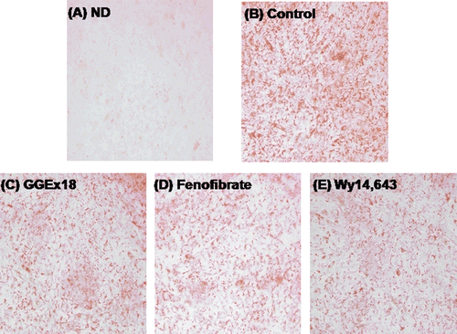 Figure 4.  GGEx18 decreases triglyceride droplets in C2C12 cells. C2C12 cells were differentiated as described in the Materials and Methods section and triglycerides were stained with oil red O. (A) Non-differentiated cells (ND). Differentiated cells treated with (B) DMSO, (C) 10 μg/mL GGEx18, (D) 10 µM fenofibrate, and (E) 10 µM Wy14,643.
