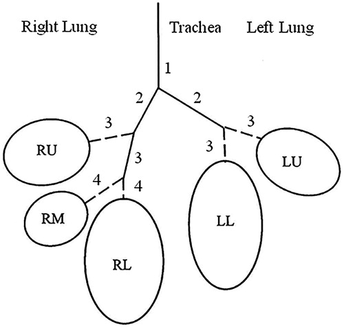 Figure 1. Schematic representation of the five lobes of the human lung. Lung lobes are denoted as left upper lobe (LU), left lower lobe (LL), right upper lobe (RU), right middle lobe (RM), and right lower lobe (RL).
