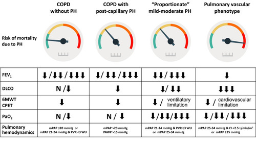 Figure 3 Pulmonary vascular disease phenotypes in COPD. Risk of death due to pulmonary hypertension and features in different pulmonary vascular disease phenotypes in COPD.