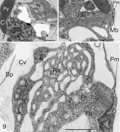 Figs. 7–9. Microtubule bundles and flagellar root. Fig. 7. TEM section showing the typical location of microtubule bundles with respect to coccolith vesicle and the reticular mass (Rb). Abbreviations are as in legend for Figs 5, 6. Fig. 8. Detail from box in Fig. 7 showing bundle of microtubules (Mb) projecting from the plasma membrane (Pm) into the interior of the cell. This structure resembles a root of a flagellar apparatus as described below. Fig. 9. A further TEM section showing the detail of a section through a compound flagellar root, in proximity with the reticular mass. A flagellar base (Fb) can be seen associated with microtubular flagellar roots (Fr). Other abbreviations are as Figs 5, 6. Scale bars: 1 µm.