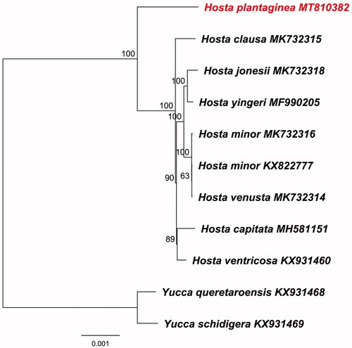 Figure 1. Phylogenomic reconstruction of Hosta plantaginea based on maximum likelihood (ML) of complete chloroplast genomes. The bootstrap values after 1000 replication are shown next to the nodes.