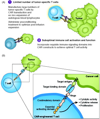 Figure 1. Key hurdles of antitumor immunity in B cell malignancies and how CAR technology may solve them (A), and schematic representation of a CAR (B).
