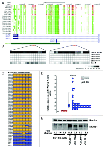 Figure 6. Hypomethylation and upregulation of NFATc1 expression in CLL. (A) RRBS results of NFATc1. The tracks show CpG sites that are covered by sequencing reads. The red and green colors indicate methylated and unmethylated CpGs, respectively. (B) Confirmation of DNA methylation in NFATc1 DMR using bisulfite clone sequencing. The methylation status of 36 CpGs from two regions (one in the promoter P2 and one in first intron) was determined from the bisulfite treated DNA of 4 CLL patients, one CLL cell line (Mec-1), and one normal CD19+ B-cell sample. Each row is the result of an individual clone. The same DNA samples used for RRBS sequencing were used in the confirmation study. (C) Quantitative pyrosequencing analysis of the NFATc1 P2 region in normal and CLL B-cells. Six CpGs in the promoter P2 region were analyzed by pyrosequencing. Each row is the result of an individual patient sample. Each box represents a CpG site. Yellow: no methylation; Blue: methylation. The proportion of yellow and blue in each box represents the methylation level. (D) Quantitative RT-PCR analysis of NFATc1 expression in normal and CLL B-cells samples. (E) Western blot analysis of NFATc1 expression in normal and CLL B-cells.