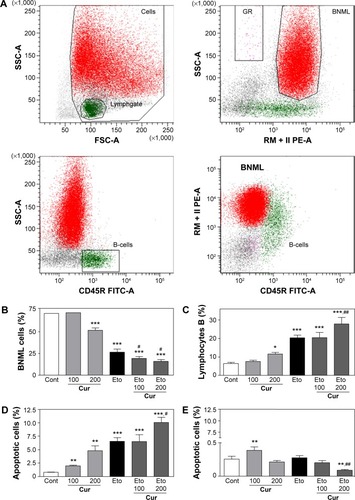 Figure 5 Effect of etoposide and/or curcumin on leukemic cells and healthy B-cells in the spleens of BNML rats.