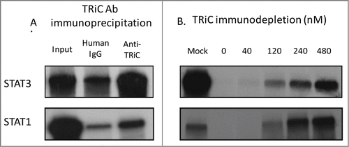 Figure 3. TRiC binds Stat1/Stat3 co-translationally and is required for Stat1/Stat3 synthesis in RRLs. In panel (A), TRiC was immunoprecipitated from rabbit reticulocyte lysate with a combination of antibodies to CCT2 and CCT5 (Anti-TRiC) or with a nonspecific control antibody (Human IgG) following translation of the indicated proteins in the presence ofCitation35S-methionine. Immunoprecipitates were separated by SDS-PAGE and autoradiographed. Half of each IP reaction prior to precipitation was run separately on SDS-PAGE and autoradiographed (Input). In panel (B), Stat1/Stat3 was translated in TRiC-depleted RRLs or following the addition of purified bovine TRiC in increasing amounts in the presence ofCitation35S-methionine followed by SDS-PAGE and autoradiography. The results shown are representative of 3 experiments.