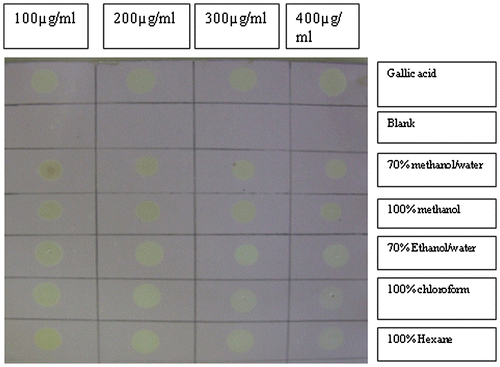 Figure 1. TLC-DPPH assay showing the anti-oxidant activities of different concentrations of MF spotted on a TLC sheet.