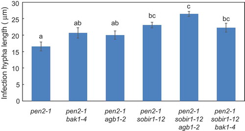 Figure 2. Quantitative analysis of post-penetration resistance to P. oryzae in Arabidopsis mutant plants.Mean lengths of infection hyphae were measured at 72 hpi. Values are presented as mean ± standard error, n = 3 independent experiments. Bars with the same lowercase letters are not statistically significantly different (p > 0.05).
