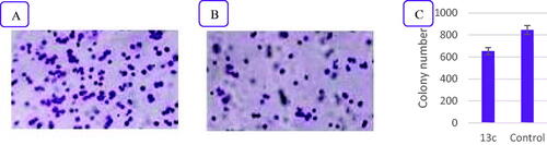 Figure 5. The influence of compound 13c on the clonogenicity of NCI-H460. (A) Effect of negative control on clonogenicity of NCI-H460 cells, (B) Effect of compound 13c on clonogenicity of NCI-H460 cells, and (C) Quantitative analysis of the colony number. The values are the mean ± SD of three experiments.