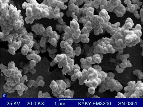 Figure 2 Appearance and size of the NPs were characterized by scanning electron micrograph of TMC/Omp31 nanoparticles.Note: Scale bar represents 0.2 µm.Abbreviations: NP, nanoparticle; TMC, N-trimethyl chitosan; Omp31, 31 kDa outer membrane protein.