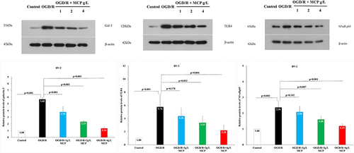 Figure 11 The effects of MCP on TLR4, NF-κBp65, and galectin-3 in microglial cells (BV-2) after OGD/R injury. Western blot analysis showed that MCP treatment reduced the expression of TLR4, NF-κBp65, and galectin-3 in BV-2 cells after OGD/R operation. Proteins had been normalized to β-actin. OGD/R indicates oxygen-glucose deprivation/reperfusion; MCP, modified citrus pectin. Data are mean ± standard deviation, and n=5 per group.
