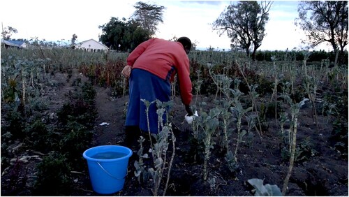 Figure 10. Former worker watering kale on the Sukuma Wiki Farm cultivated by former Sher Karuturi staff (© Anna Lisa Ramella).