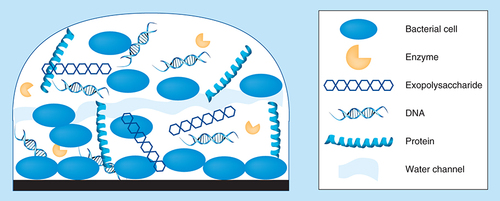 Figure 2.  Biofilm structure.