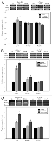 Figure 2. Effect of anoxia exposure on the relative expression of (A) cyclin D1 mRNA, (B) microRNA-16–1 and (C) microRNA-15a in liver, kidney and skeletal muscle from aerobic control and anoxic (5 and 20 h) turtles. Representative bands show RNA transcript levels amplified by RT-PCR. Band intensities from the RT-PCR samples were normalized to either α-tubulin (cyclin D1) or 5S rRNA (microRNA) bands amplified from the same sample. Histograms show normalized expression levels for control vs. 5 and 20 h anoxic conditions; data are means ± SEM (n = 3–4 independent trials on tissue from different animals). * Indicates a significant difference from the corresponding control (p < 0.05).