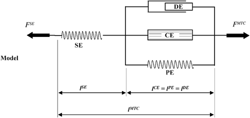 Figure 2. Muscle model.