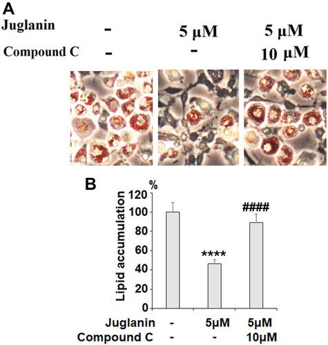 Figure 7 The effects of juglanin on adipogenesis in differentiating 3T3-L1 cells are mediated by AMPK. 3T3-L1 preadipocytes were induced to differentiate with induction medium in the presence or absence of juglanin (5 μM) or the specific inhibitor of AMPK, compound C (10 μM) for 8 days. (A) Cellular lipid contents were assessed by Oil Red O staining; (B) Differentiated 3T3-L1 cells were treated with isopropanol, and lipid accumulation was measured using the absorbance at OD 490 nm. Lipid accumulation in 3T3-L1 cells was measured (****, P<0.0001 vs Vehicle control; ####, P<0.0001 vs 5 μM juglanin group).