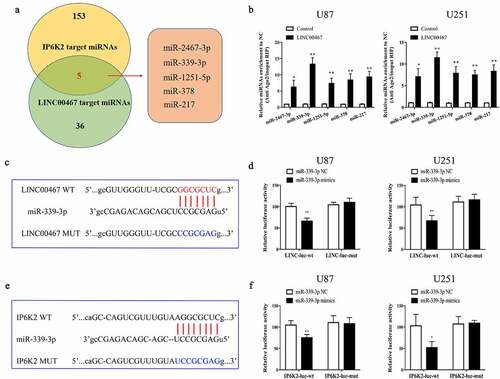 Figure 4. MiR-339-3p could bind to LINC00467 and IP6K2 at the same time A Bioinformatics predicts miRNAs that may bind to LINC00467 and IP6K2, including miR-2467-3p, miR-339-3p, miR-1251-5p, miR-378 and miR-217; B Discover miR on the Kean side of the RIP experiment −339-3p has the strongest binding ability with LINC00467; C Construct LINC00467 wild-type plasmid (LINC00467-WT) and LINC00467 mutant plasmid (LINC00467-MUT) according to the binding site; D It is found through the double luciferase reporter gene experiment test, miR-339-3p can be combined with LINC00467; E Construction of IP6K2 wild-type plasmid (IP6K2-WT) and IP6K2 mutant plasmid (IP6K2-MUT) based on the binding site; D Through the double luciferase reporter gene test, it was found that miR- 339-3p can bind to IP6K2. *p < 0.05; **p < 0.01.