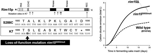 Fig. 2. The rim155055insA mutation found in K7 accounts for the high-fermenting phenotype.
