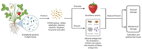 Figure 3. Applications of MVOCs during pre- and post-harvest and transportation of strawberries.