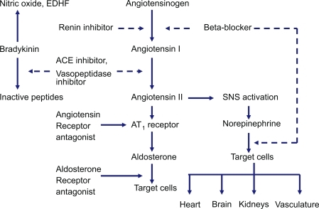 Figure 1 Renin-angiotensin-aldosterone system and site of action of different drugs that block the system as well as bradykinin by-products.