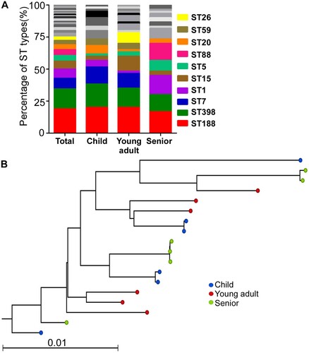 Figure 1. The molecular epidemiological characteristics of S. aureus strains isolated from nares. (A) The MLST types of the test strains. (B) Maximum likelihood tree of ST188 clonotype S. aureus isolates. This tree was built with a maximum likelihood method with a GTR substitution model utilizing SNPs of the 18 isolates. The NGS raw data were mapped with the genome of S. aureus reference MW2.