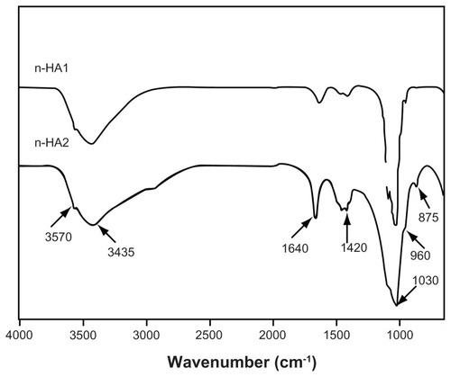 Figure 3 Fourier transform infrared spectroscopic patterns of n-HA1 and n-HA2.Abbreviation: n-HA, nanohydroxyapatite.