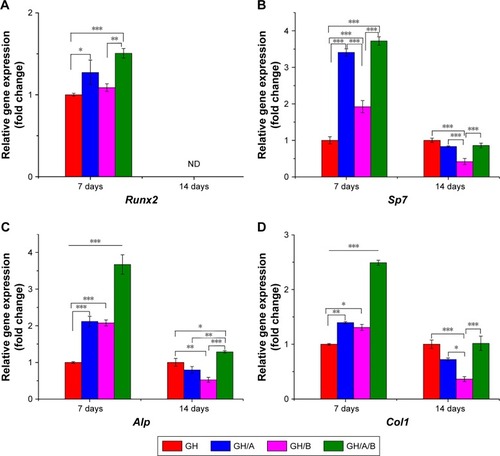 Figure 4 Normalized osteoblastic marker gene expressions of BMSCs on days 7 and 14.Notes: Relative genes expression (A) Runx2, (B) Sp7, (C) Alp, and (D) Col 1. Statistically significant differences are marked with an asterisk (*P<0.05, **P<0.01, ***P<0.001). GH, GH/A, GH/B, and GH/A/B: cells cultured on the corresponding scaffolds.Abbreviations: BMSCs, bone marrow stromal cells; GH, gelatin/hydroxyapatite; ND, not detected.