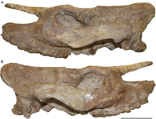 FIGURE 3. Neotype skull of Chilotherium schlosseri (Weber, Citation1905) (GPIH 3015) from the Upper Miocene of Samos Island in left lateral (A) and right lateral view (B). Scale bar equals 10 cm.