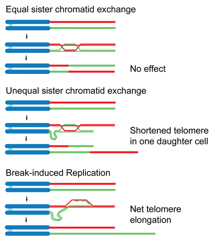 Figure 2 Outcomes of homology-directed repair at the telomere. Schematics illustrating an innocuous crossover event (top), a deleterious unequal exchange of telomeric DNA (middle) and Break-induced Replication (bottom).