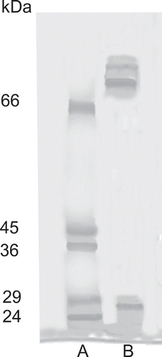 Figure 1 Sodium dodecyl sulfate-polyacrylamide gel electrophoresis of protease extracted from S. sierra viscera after affinity chromatography. Lane A: molecular weight standards; Lane B: S. sierra trypsin-like enzyme extract.