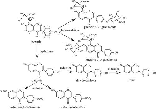 Figure 1. Chemical structures of puerarin and its metabolites.