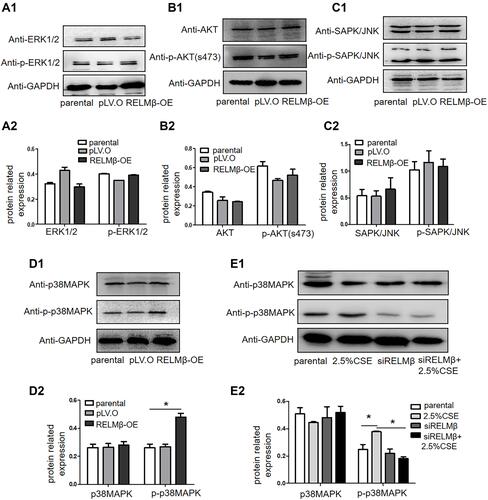 Figure 4 RELMβ activates the phosphorylated p38 MAPK signaling pathway. (A-C) Western blotting results showed that stable overexpression of RELMβ in 16HBE cells could not induce the phosphorylation of ERK1/2, Akt, and SAPK/JNK. (D1, D2) Our Western blotting results showed that RELMβ overexpression could induce phosphorylated p38 MAPK expression. (E1, E2) When we knocked down RELMβ gene expression, phosphorylated p38 MAPK was still not activated even after stimulation with tobacco smoke extract. *p≤0.05.