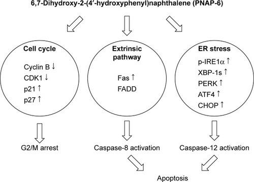 Figure 8 Schematic model of PNAP-6-mediated HCT116 cell cycle arrest and apoptosis.