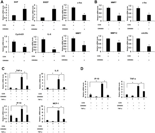 Figure 5 FXR agonist GW4064 decreased the mRNA levels of proinflammatory genes in ESCC cells. (A) GW4064 influenced FXR target genes and suppressed c-fos, CyclinD1, IL-6 and MMP7 expression in KYSE150 cells. (B) GW4064 downregulated MMP7, c-fos, MMP12 and cdc25 gene expression in EC109 cells. (C) The mRNA levels of inflammatory cytokines induced by TNF-α were reduced upon GW4064 in KYSE150 cells. (D) GW4064 decreased the inflammatory gene expression induced by TNF-α in EC109 cells. *P < 0.05. (n=3).