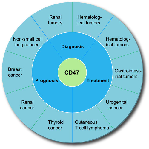 Figure 3 The value of CD47 in the diagnosis, treatment, and prognosis assessment of various tumors.
