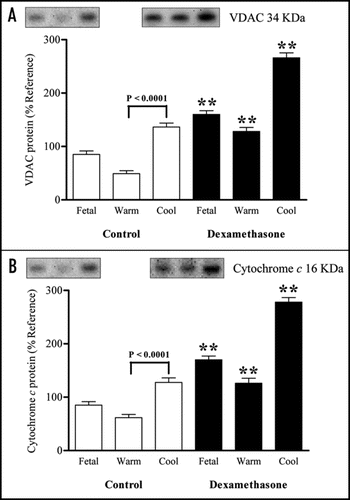 Figure 3 Abundance of (A) voltage-dependent anion channel (VDAC) and (B) cytochrome c proteins in perirenal adipose tissue sampled from fetuses delivered by caesarean section at 140 days of gestation (dGA; term ∼147 dGA) following maternal dexamethasone (Dex) administration or at 146 dGA (control group) into warm and cool ambient temperatures. Examples of protein expression are given. Values are means with their standard errors (n = 4 per individual group). ** P < 0.01, mean value significantly different from respective control group.