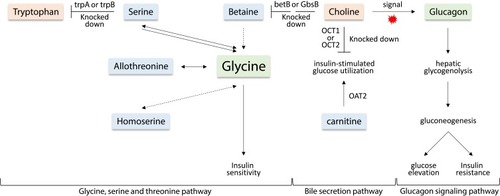 Figure 11 Demonstration of important steps in the three pathways, namely, “glycine, serine and threonine”, “bile secretion” and “glucagon signaling” describing the changes in seven separated metabolites due to the incidence of T2D. Metabolites in pink boxes were enriched in T2D patients, while those in light blue boxes were repressed in T2D patients as compared with those of healthy individuals. Metabolites in light green boxes were not detected in the present study and changes in their levels due to the disease were speculated. Levels of the detected metabolites are shown in Table S5.