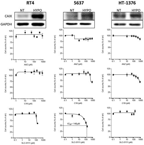 Figure 2. Protein levels of CA IX in bladder cancer cells under normal (NT) or hypoxic (HYPO) conditions (top panels), and cell proliferation of these cells treated with C18, SLC-0111 or AAZ.