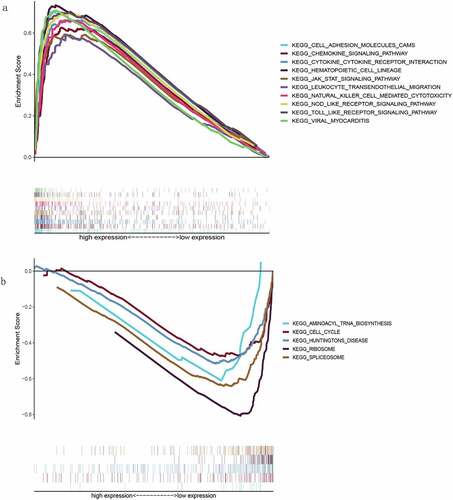 Figure 7. Gene Set Enrichment Analysis for TLR2. (a) Pathways enriched in samples with high TLR2 expression. (b) Pathways enriched in samples with low TLR2 expression