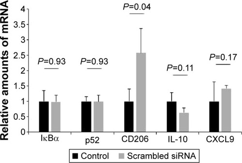 Figure 7 qRT-PCR of scrambled siRNA-transfected BMDMs.Notes: There is no significant decrease in mRNA levels between the two groups for IκBα, p52, IL-10, and CXCL9. There is a significant increase in CD206 mRNA following culture with MnNPs loaded with a scrambled siRNA sequence. This is consistent with previous reports that activation and endosomal transport of the mannose receptor increases mannose receptor production in macrophages. Two-tailed t-tests were used to determine significant differences between control and siRNA-transfected BMDMs.Abbreviations: qRT-PCR, quantitative real-time polymerase chain reaction; siRNA, small interfering RNA; BMDMs, bone marrow-derived macrophages; mRNA, messenger RNA; IL-10, interleukin-10; MnNP, mannosylated endosomal escape nanoparticle.